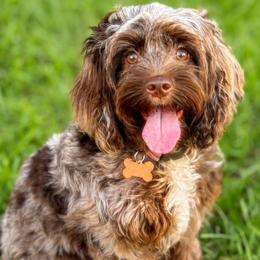 Georgia - Cockapoo