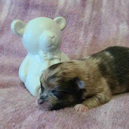 Pomeranian Puppies from Mckee's Pomeranians