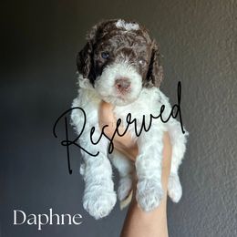 Daphne - Parti female Goldendoodle puppy in Aubrey, Texas from The Parrish Doods