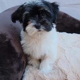 Satin - Black and white female Havanese puppy in Peoria, Arizona from Lone Tree Havanese