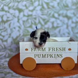 Phantom of the Opera - Blue Collar - Black and white male Shichon puppy in Troy, Ohio from Oodles of Doodles