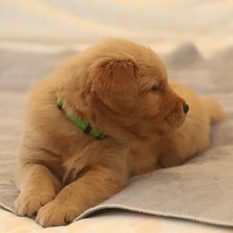 Golden Retriever Puppies from Golden M Family Farms