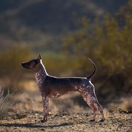 American Hairless Terrier puppies from Resolute Kennels