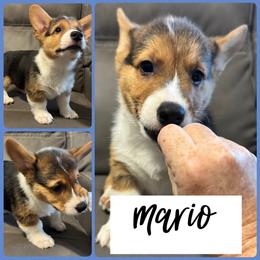Mario - Black and tan male Pembroke Welsh Corgi puppy in Dickinson, Texas from Careaga Farms