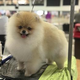 Barbie - Pomeranian