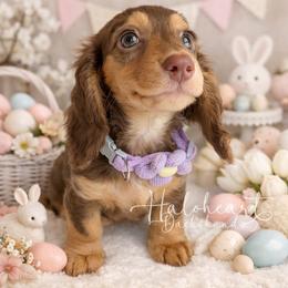 Xana - Chocolate and tan female Dachshund puppy in Livingston Parish, Louisiana from Haloheart Dachshunds