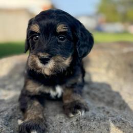 Colorado Green - Phantom male Goldendoodle puppy in Twin Falls, Idaho from Magic Valley Family Doodles