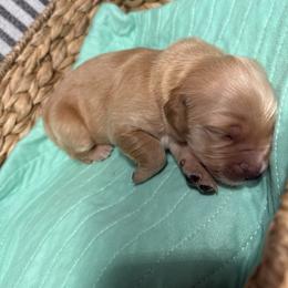 Sarah - Golden female Golden Retriever puppy in Sandy, Oregon from Treasured K-9s