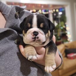 Orange Collar - Black tri-color male Bulldog puppy in Lake Stevens, Washington from Washington Bulldogs