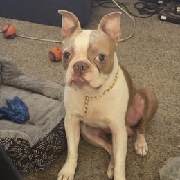 Duke - Boston Terrier