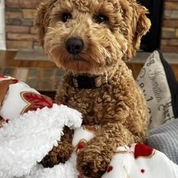 Cavapoo and Poodle All Grown Up from Sleeping Bear Kennels