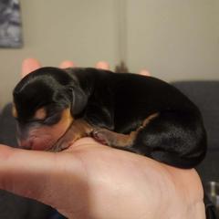 Dachshund Puppies from Wootens Wünderhunds