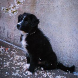 Australian Shepherd, Miniature American Shepherd, Miniature Australian Shepherd, and Toy Australian Shepherd Puppies from Double Moon