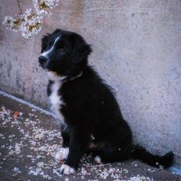 Australian Shepherd, Miniature American Shepherd, Miniature Australian Shepherd, and Toy Australian Shepherd Puppies from Double Moon