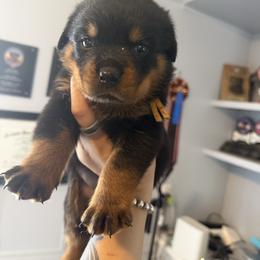 Girl 2 - Black and mahogany female Rottweiler puppy in Cleveland, Texas from Vom Haus Fantasy Rottweiler Kennel