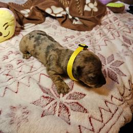Dachshund Puppies from Randal Hunke