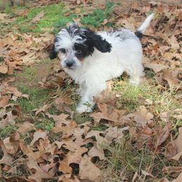 Luca - Black and white male Cavapoo puppy in Arkansas from Brew House