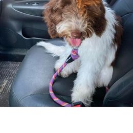 Aussiedoodle Puppies from S & L Oodles of Doodles