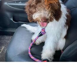 Aussiedoodle Puppies from S & L Oodles of Doodles