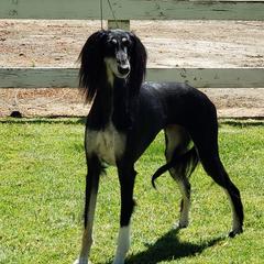 Fancy - Saluki