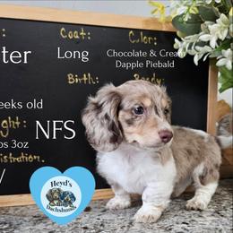 Tater - Dapple male Dachshund puppy in Hoquiam, Washington from Heyd's Mini Dachshunds