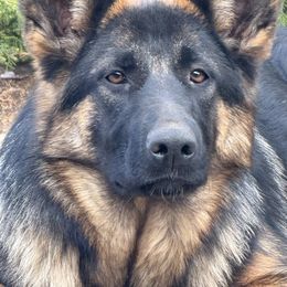 Marla - Black and cream female German Shepherd puppy in Anza, California from Top Shepherd -Snow Angels Bichon Frisé, Maltise