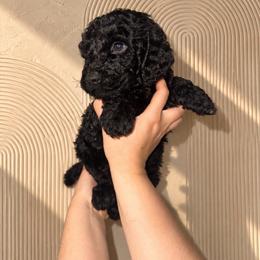 Chucky - Red Collar Boy - Black male Goldendoodle puppy in Yakima, Washington from HoneyPaw Doodles