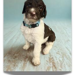 Frost - Parti male Goldendoodle puppy in Ellenburg Center, New York from Kristin's Puppies