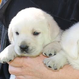 Boy Available - Yellow male Labrador Retriever puppy in Lakeside, California from Labs To Love