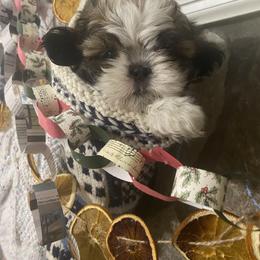 Shih Tzu Puppies from Tiny Bubbles Shih Tzus