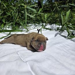 Hera - Blue fawn female American Bully puppy in Perryville, Maryland from Household 6 Bullies, LLC