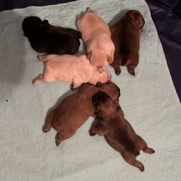 French Bulldog puppies from Highley’s  Frenchies