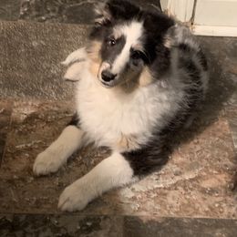 Shetland Sheepdog Puppies from Twilight Shadow Shelties