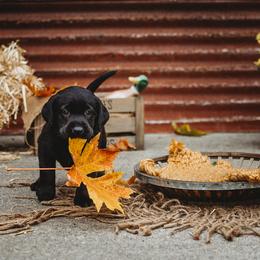 Labrador Retriever Puppies from Prince Labradors