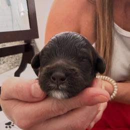 Girl 1 - Chocolate female Goldendoodle puppy in Tyler, Texas from Sassy’s Hollywood Poodles & Doodles
