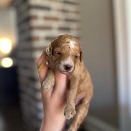 Grace yellow collar - Apricot female Goldendoodle puppy in Pine Prairie, Louisiana from Prairie Paws