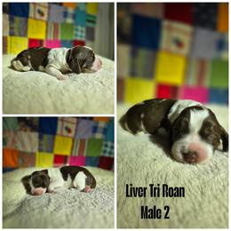 Liver tri roan male 2 - Liver white and tan male English Springer Spaniel puppy in Jesup, Georgia from 31 Pines Kennels