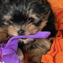 Eco - Black and tan male Yorkshire Terrier puppy in Bowling Green, Kentucky from Stringer’s Yorkshire Terriers