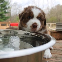 Australian Shepherd Puppies from Starlit Grove Australian Shepherds