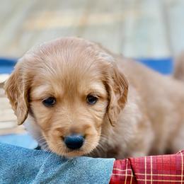 Maple - Cream female Goldendoodle puppy in Beech Bluff, Tennessee from White Oak Kennel