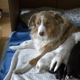 Border Collie Puppies from Murphys Farm