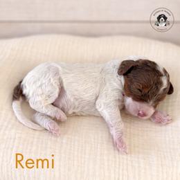 Remi - Tri-color female Bernedoodle puppy in Greenville, Texas from Doodles of Promise