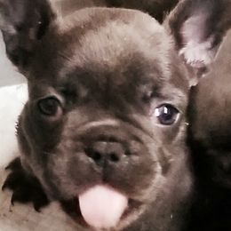 French Bulldog Puppies from Frog City Frenchies