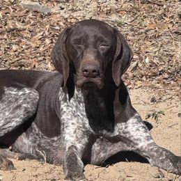 Mocha - German Shorthaired Pointer