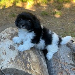 Havanese Puppies from Shadycove K9