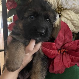 Blue collar Boy - Black and red male German Shepherd puppy in Gunter, Texas from Gunter Gables German Shepherds