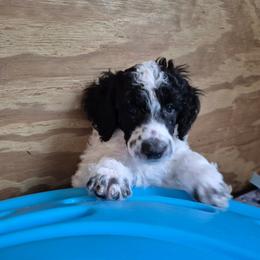 Moyen Chili - Parti male Poodle puppy in Milford, Michigan from Cuddley-Poods Moyen poodles