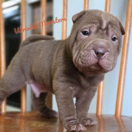 Aticus - Chocolate dilute male Chinese Shar-Pei puppy in Salem, Ohio from WrinkleMonsters