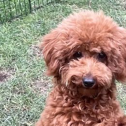 Goldendoodles, Poodles, Shihpoos, and Shih Tzus from Geise Meadow Doodles