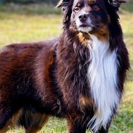 Oliver - Miniature Australian Shepherd